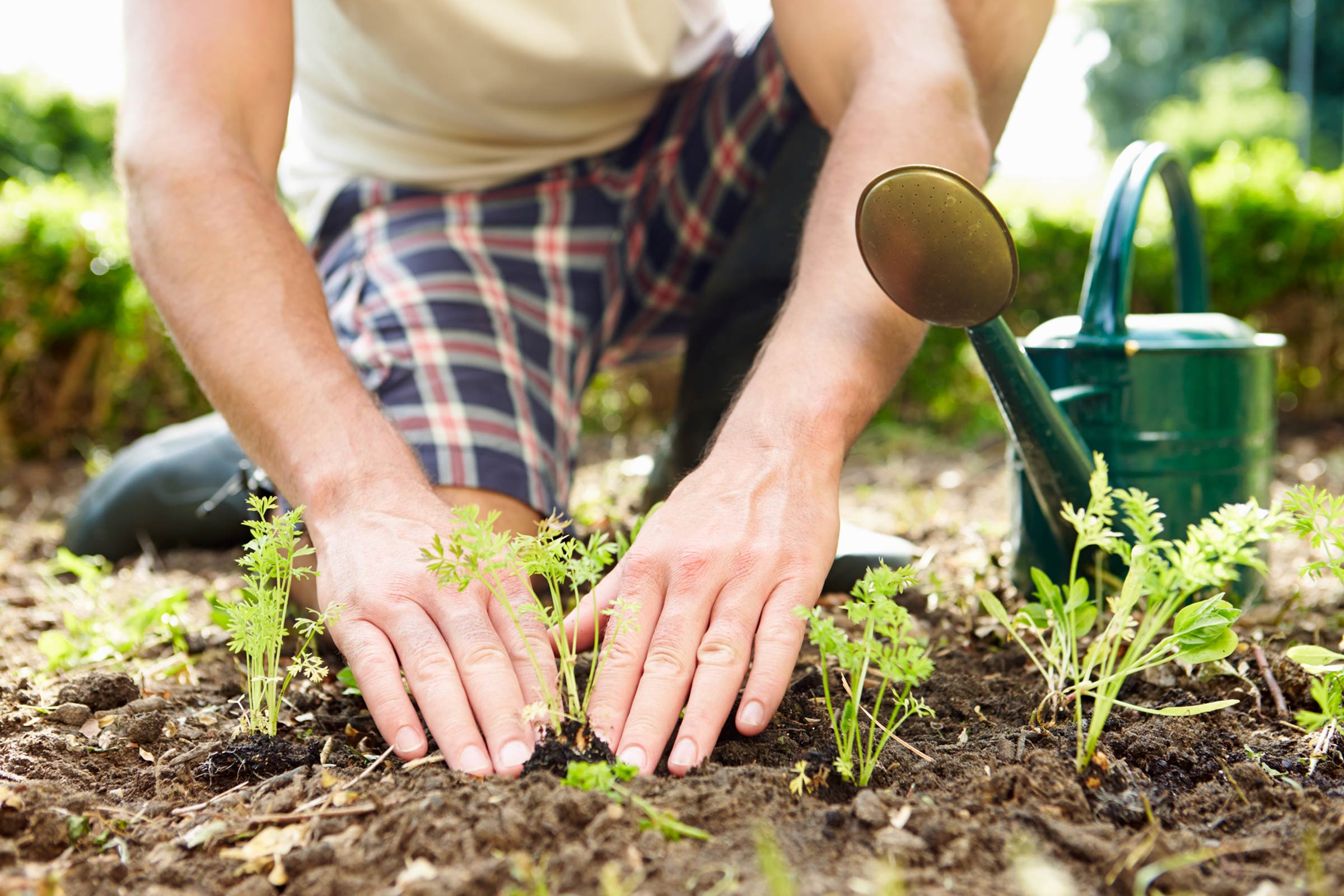 7 Useful Lawn Care Tips