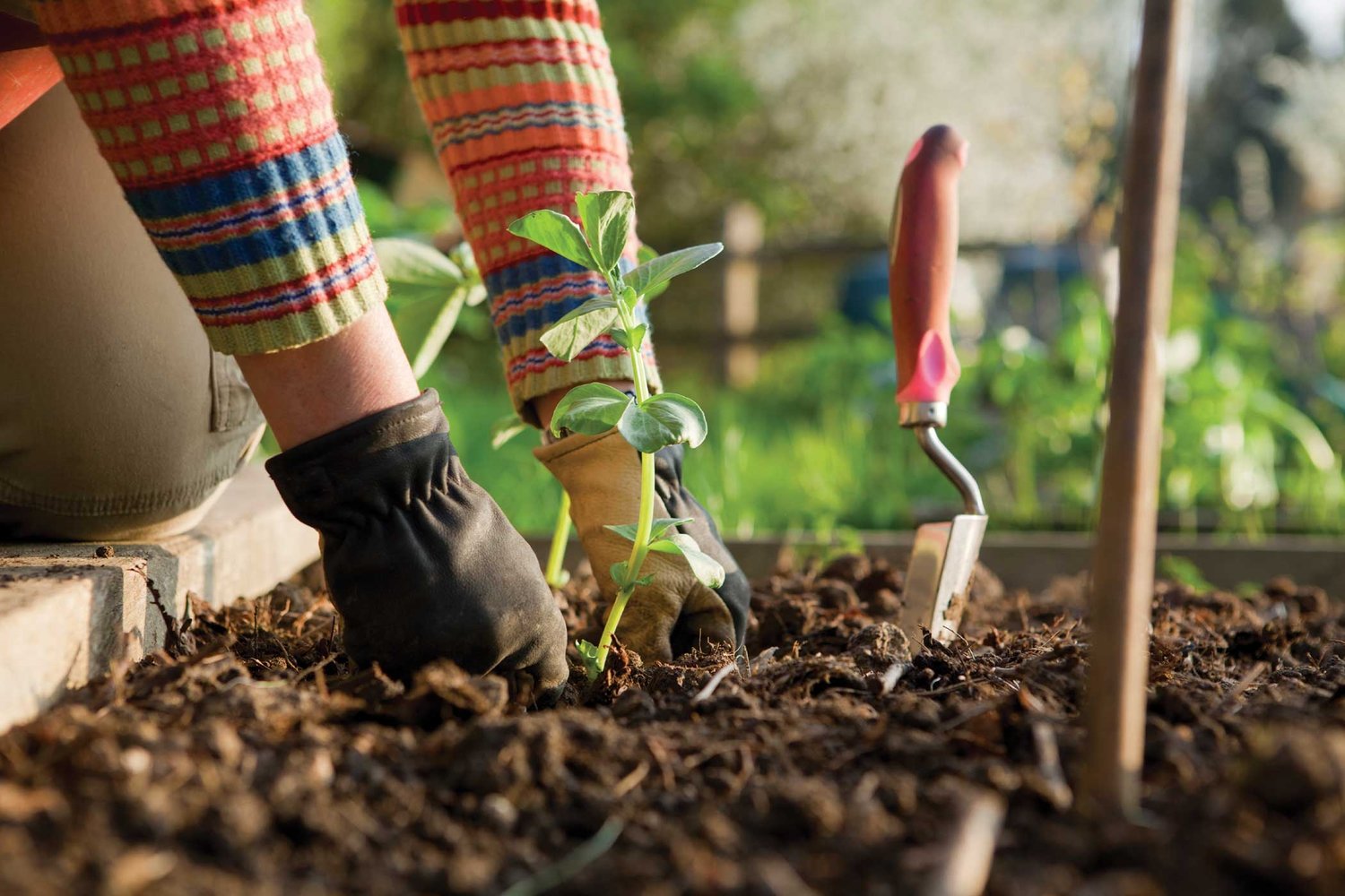 How To Create An Organic Garden In Your Home